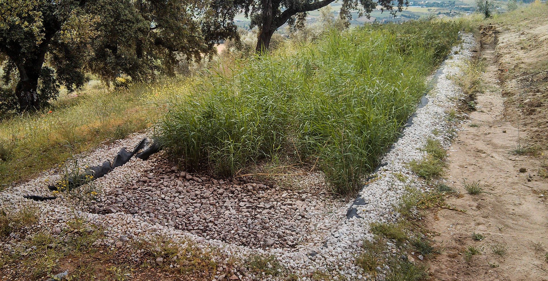 Fitodepuración Horizontal