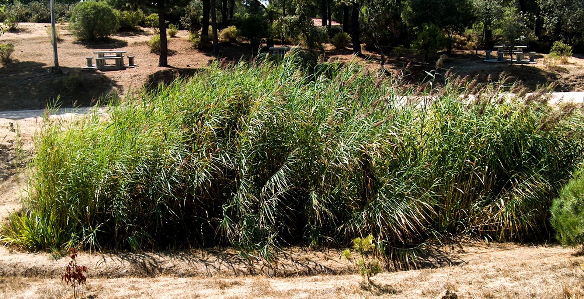 Fitodepuración tipo Francés